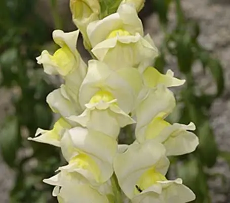 Antirrhinum braun-blanquetii is unusual in that it is one of the few hardy perennial species of snapdragon.