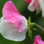 The original ‘Painted Lady’ sweet pea arose as a sport from 'Cupani' in about 1730.
