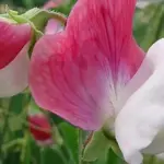 Recently reselected, this modern form produces larger, more numerous flowers.