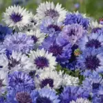 'Classic Fantastic' blooms in a mixture of captivating blue shades, ranging from light heavenly blue to dark blue.