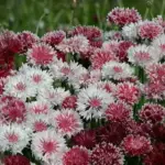 'Classic Romantic' is a delightful mixture of charming pink and pretty rosy-red shades.