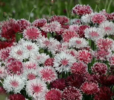 'Classic Romantic' is a delightful mixture of charming pink and pretty rosy-red shades.