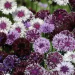 'Classic Magic' produces blooms from light mauve with a dark centre to flowers that are close to black with white tip on each petal.
