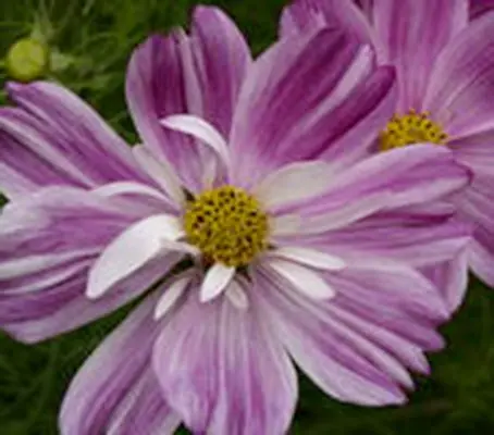 Rosetta produces subtle, delicately striped blooms in romantic shades of blush pink and rose.