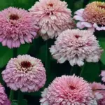 Fully double blossoms that are layered thickly with a stunning crown and contrasting dark centres.