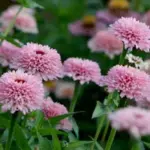 The 'Zinderella’ series is a breakthrough in scabiosa-flowered Zinnia breeding.