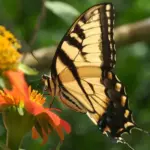 Easy to grow for new gardeners and children, they are a great attraction for bees and butterflies.