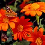 Tithonia rotundifolia 'Torch'-16066