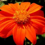 Brilliant sizzling, scarlet-orange flowers cover this vibrant ornamental plant, with velvety textured leaves and huge blooms.
