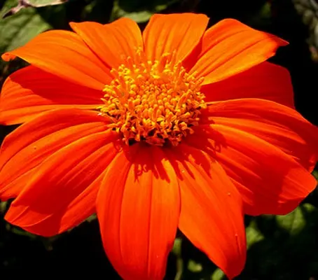 Brilliant sizzling, scarlet-orange flowers cover this vibrant ornamental plant, with velvety textured leaves and huge blooms.