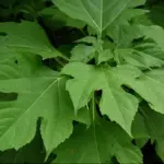 The plant has no serious pest problems not even deer will find the leaves of Tithonia worth eating!