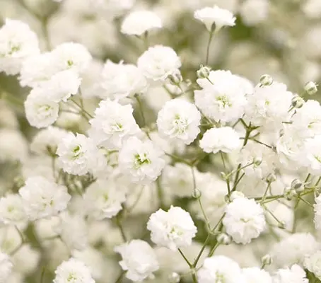 Gypsophila paniculata 'Snowflake'-0
