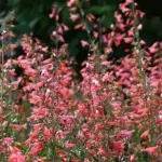 A first year flowering perennial, that boasts twice the length of flowering stem giving longer, more elegant wands for the vase.