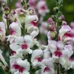 Antirrhinum ‘Lucky Lips’ blooms with distinctive contrasting bicolour purple-red and white flowers