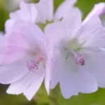 Malva moschata 'Appleblossom'-0