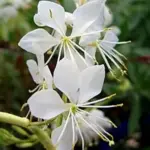 Gaura lindheimeri ‘Cool Breeze’-0