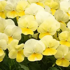 Viola hybrida 'Sorbet F1 Lemon Chiffon'