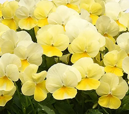 Viola hybrida 'Sorbet F1 Lemon Chiffon'