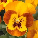 Viola Sorbet Hybrids are a unique miniature hybrid that combines the charm of violas with the explosive colours of pansies.