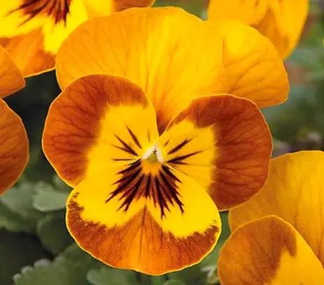 Viola Sorbet Hybrids are a unique miniature hybrid that combines the charm of violas with the explosive colours of pansies.