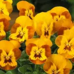 They bloom with rich mahogany and warm golden yellow petals - rather like sunlit honey.