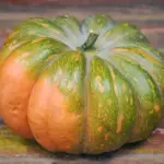 Pumpkin 'Musquée de Provence'-16546
