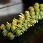 Brussels Sprout Groninger is a second early variety noted for its great tasting sprouts.