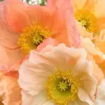 Papaver nudicaule 'Kelmscott Giants'-0