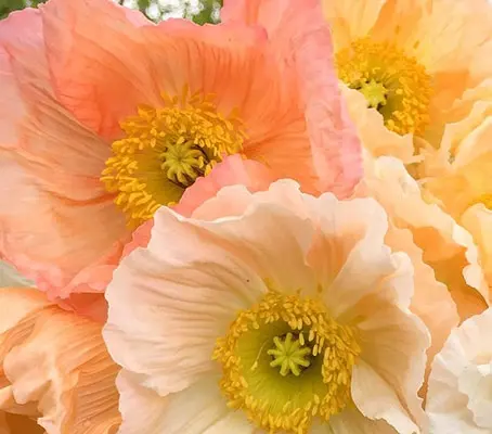 Papaver nudicaule 'Kelmscott Giants'-0
