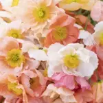 Papaver nudicaule 'Kelmscott Giants'-18365