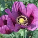 Papaver somniferum ‘Hungarian Blue’ is a stunning new deep violet poppy.