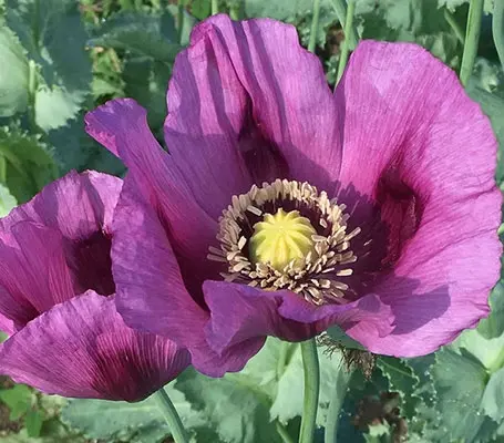 Papaver somniferum ‘Hungarian Blue’ is a stunning new deep violet poppy.