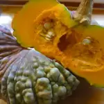 It originates from near Venice and is considered the King of Italian Squashes.