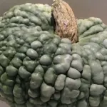 'Marina di Chioggia' is a very old Italian Heirloom variety