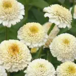 With so many layers of petals they are often as tall as they are wide.