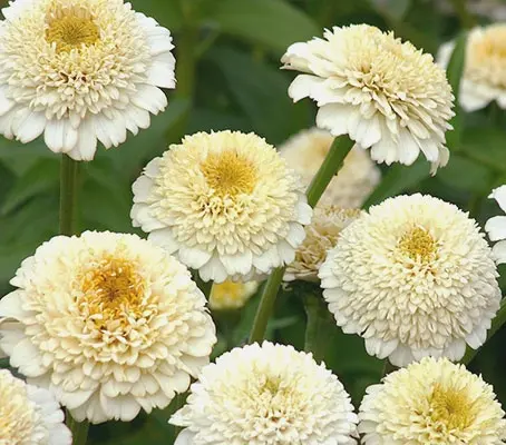 With so many layers of petals they are often as tall as they are wide.