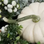 A form of acorn squash, Baby Boo Pumpkins were developed by John Jaunsem of West Milton