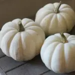 Baby Boo is a charming, all-white, miniature pumpkin.