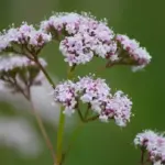 Valeriana officinalis is a graceful wildflower that is native to Europe and Western Asia.