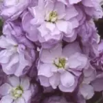 Matthiola incana, Lilac-Lavender'-0