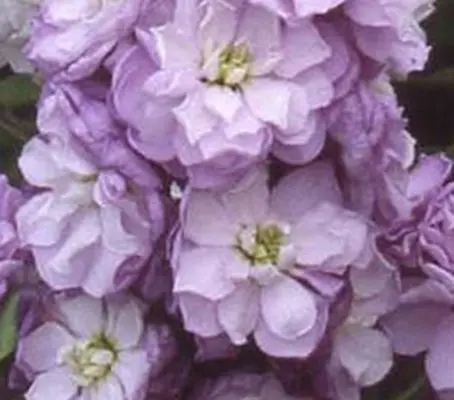 Matthiola incana, Lilac-Lavender'-0