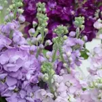 Matthiola incana, Lilac-Lavender'-17334