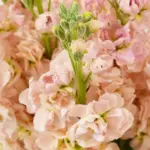 Matthiola incana, 'Apricot'-0