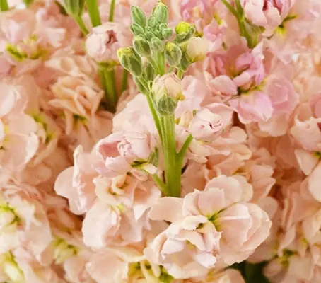 Matthiola incana, 'Apricot'-0
