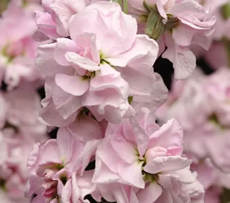 Matthiola incana, 'Sweetheart'-0
