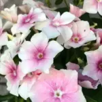 Silvery white petals are dressed in tints of blush pink that darken with age, some with a darker pink eye.