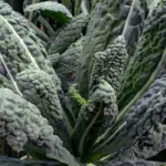 Until recently Cavolo Nero, or 'Tuscan Kale', was one of Italy's best kept secrets.