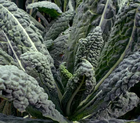 Until recently Cavolo Nero, or 'Tuscan Kale', was one of Italy's best kept secrets.