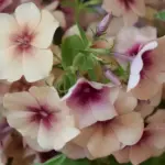 Phlox drummondii 'Cherry Caramel'-0