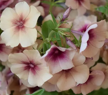 Phlox drummondii 'Cherry Caramel'-0